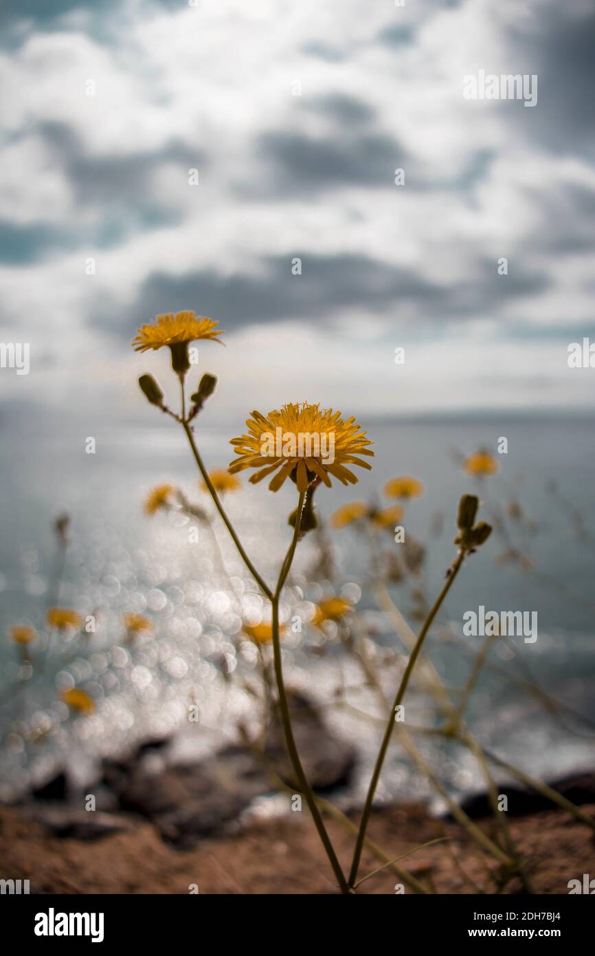 Flores amarillas con nuves y mar de fondo Stock Photo