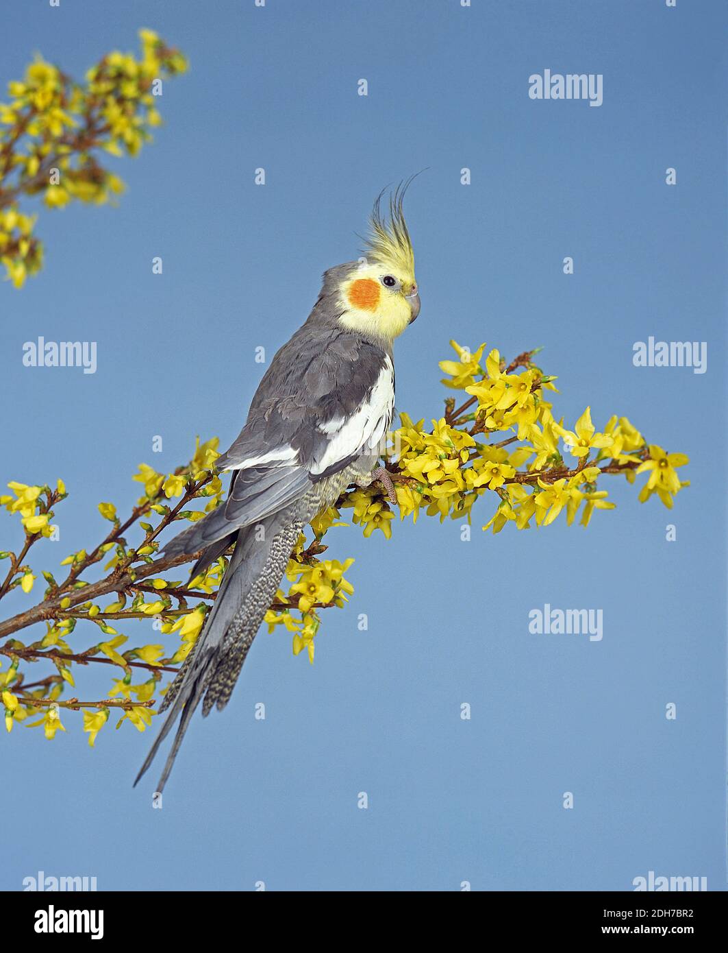 Nymphicus hollandicus hi-res stock photography and images - Alamy