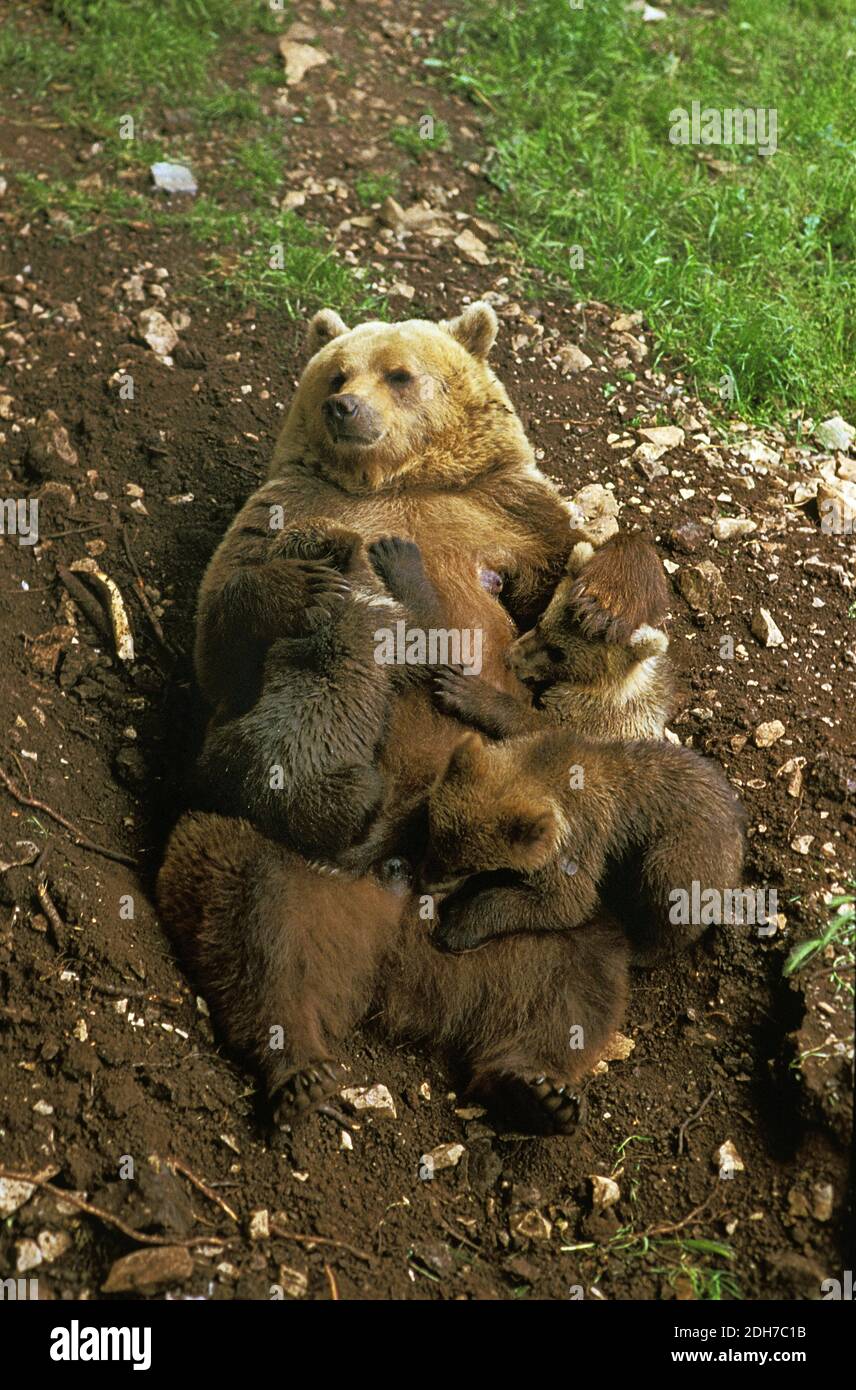 Brown Bear, ursus arctos, Mother with Cub suckling Stock Photo - Alamy