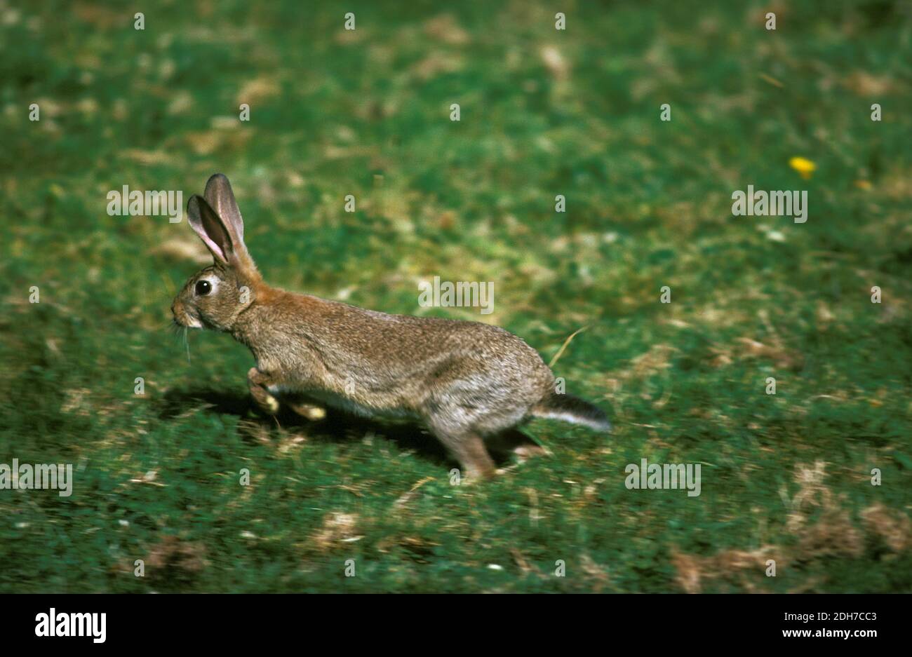 European Rabbit Running Fast European Rabbit, oryctolagus cuniculus, Adult running Stock Photo - Alamy