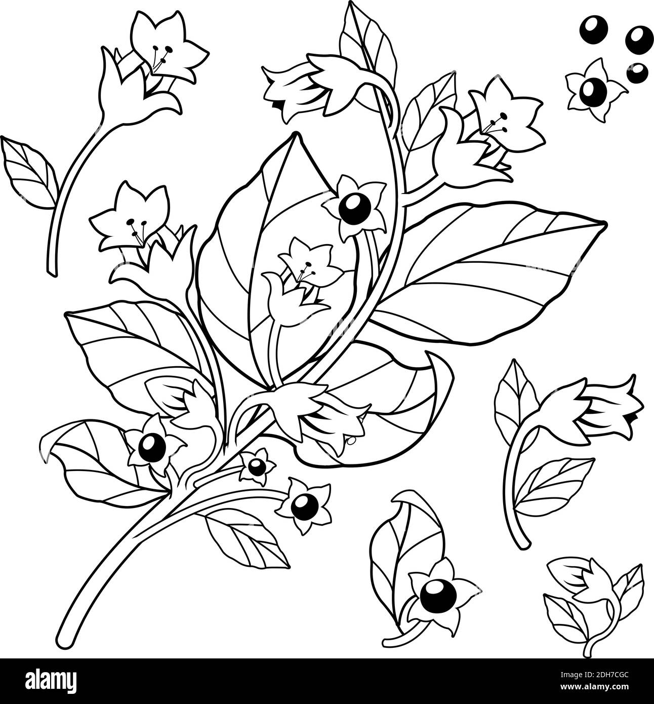 Belladonna plant. Vector black and white illustration Stock Vector