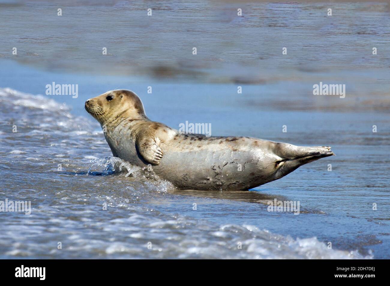 Seehund (Phoca vitulina) Stock Photo