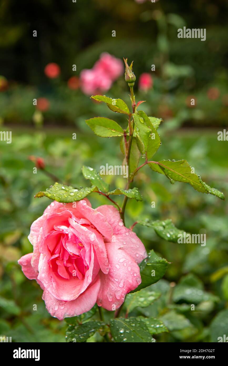 Roses and perennials hi-res stock photography and images - Alamy
