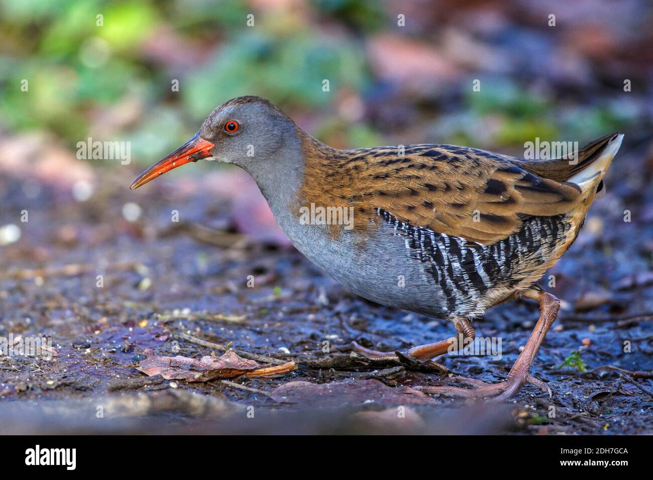 Wasserralle (Rallus aquaticus) Stock Photo