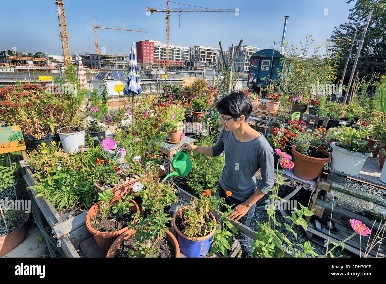 Germany / Offenbach/ Eastend /Female is watering plants in urban gardening Projekt. Stock Photo