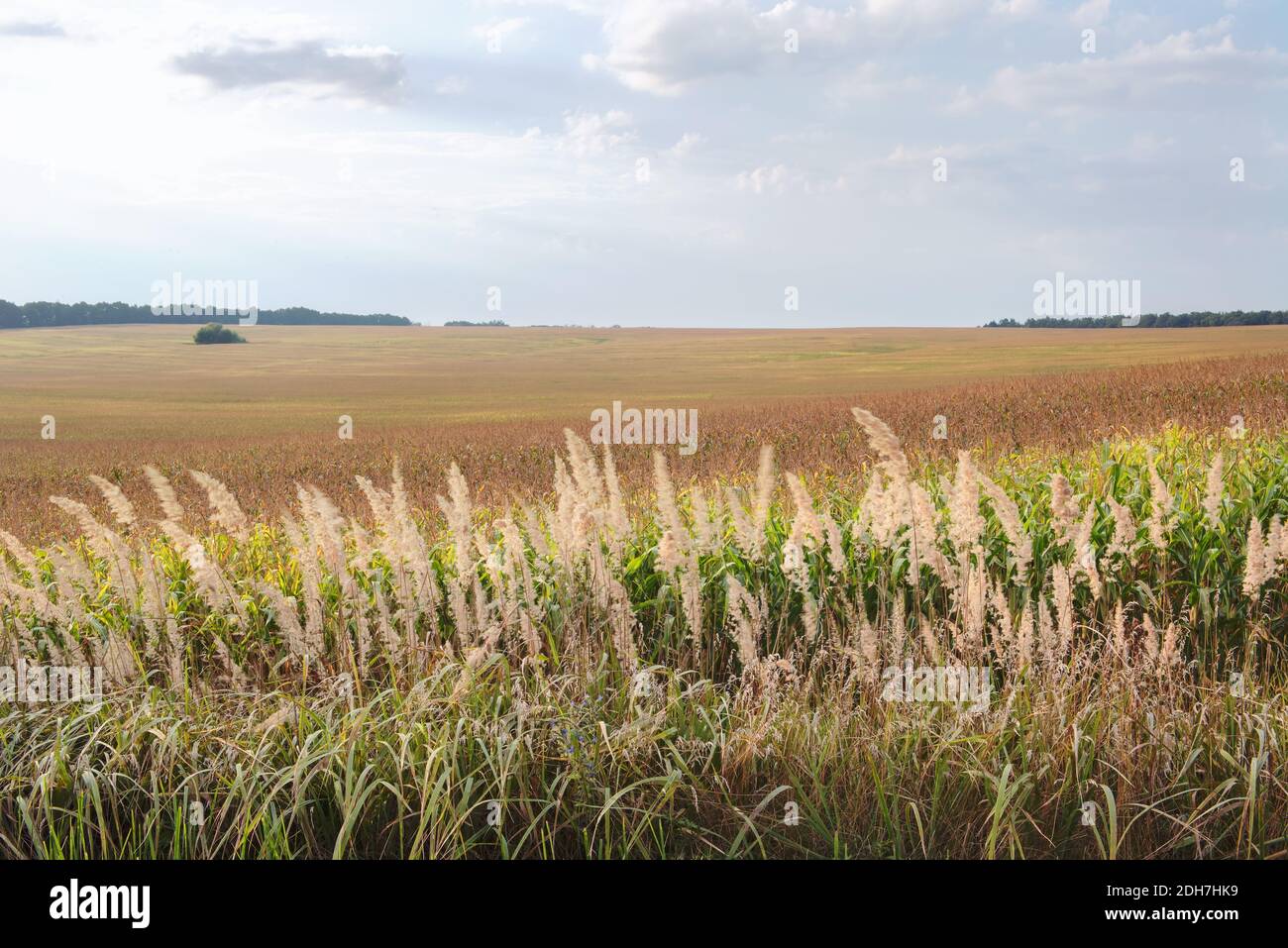 Dawn corn field.   This picture was made during the flowering of corn, when the field becomes golden. Stock Photo