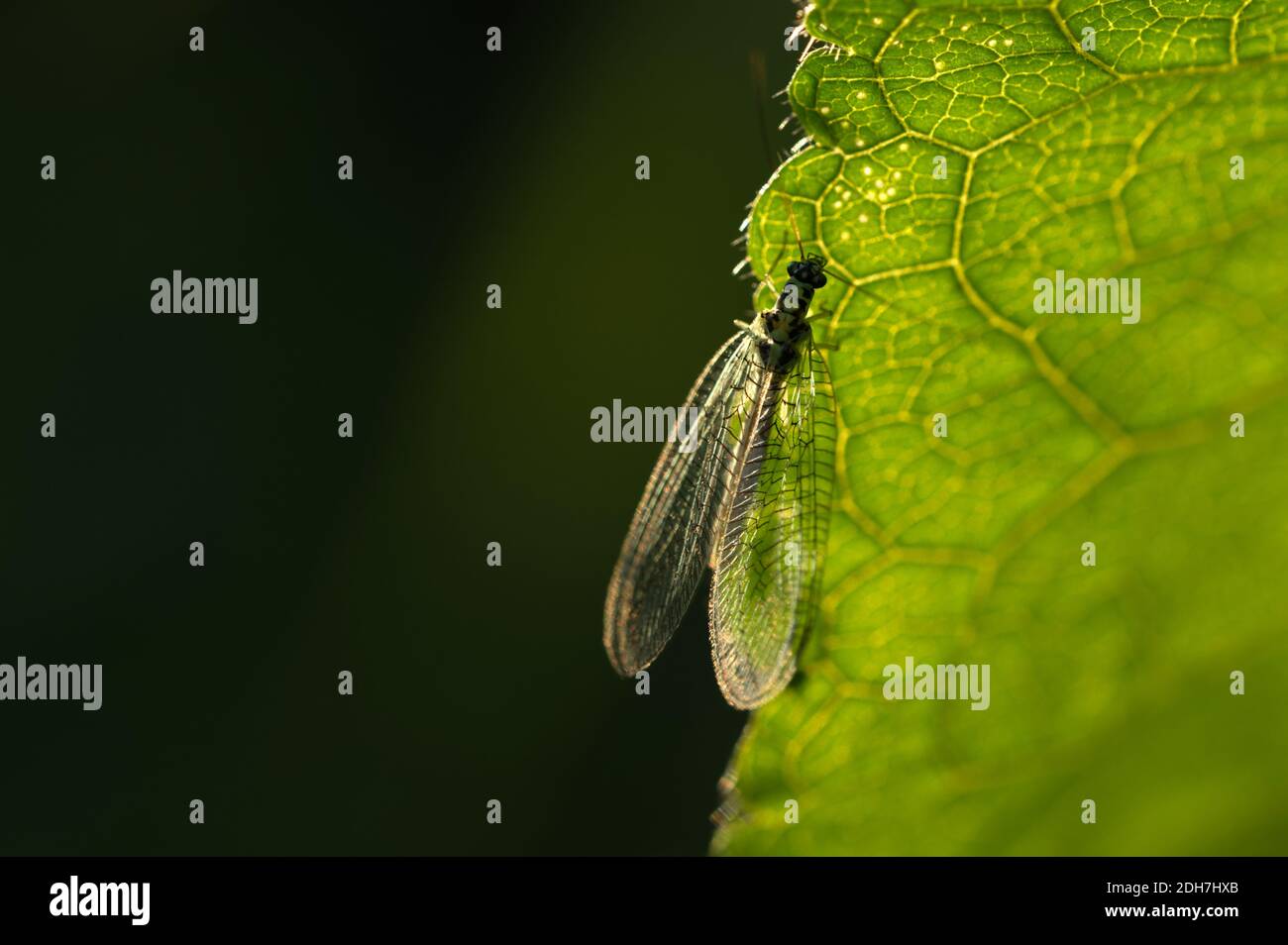 Green lacewing Stock Photo