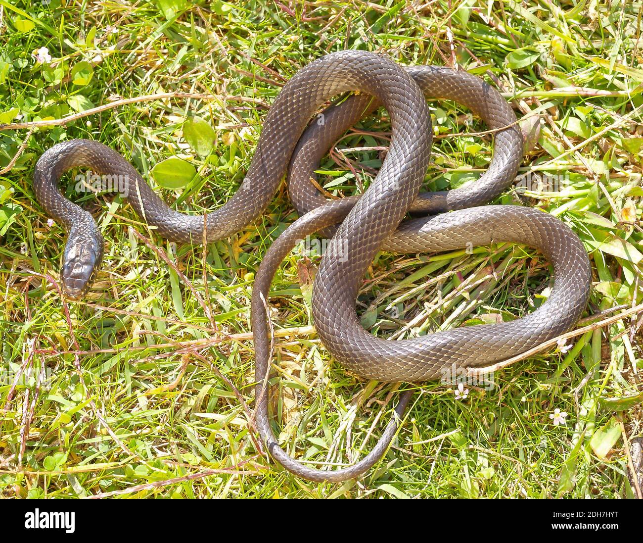 western whip snake, Hierophis viridiflavus, Coluber viridiflavus Stock