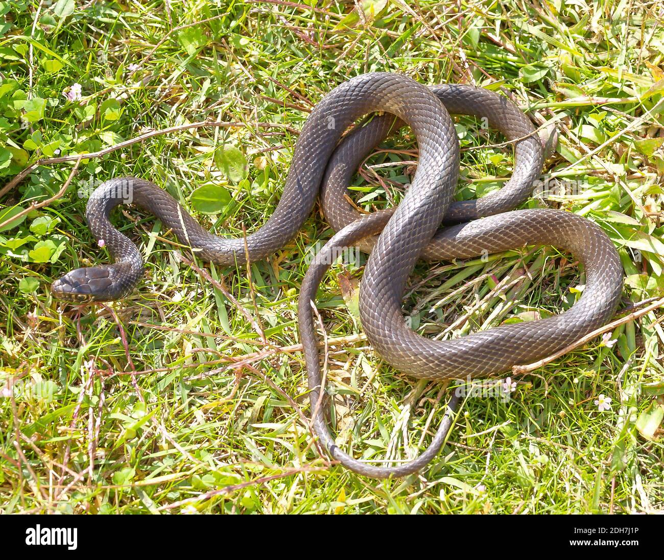 western whip snake, Hierophis viridiflavus, Coluber viridiflavus Stock