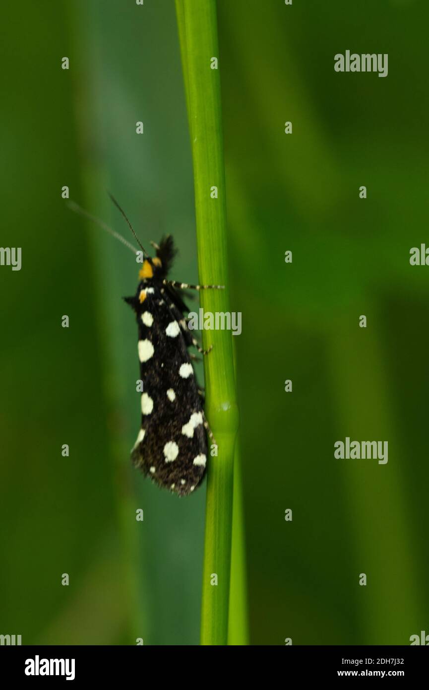 Black clothes moth Stock Photo