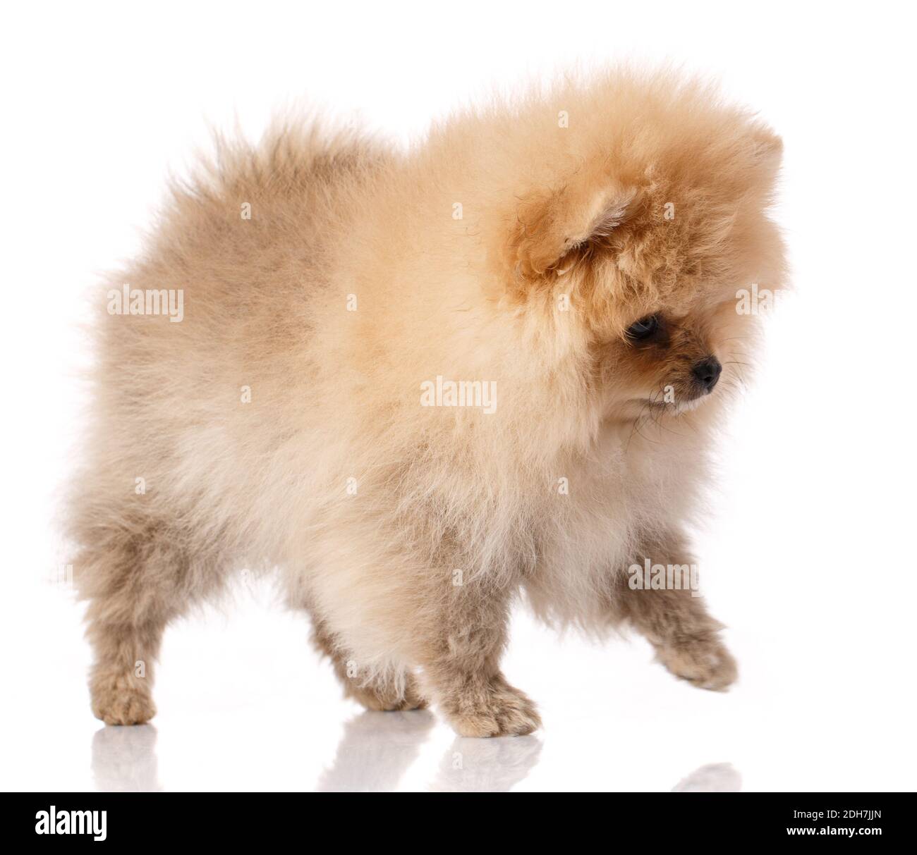 Fluffy light brown Pomeranian Spitz stands on a white background. Studio shooting. Stock Photo