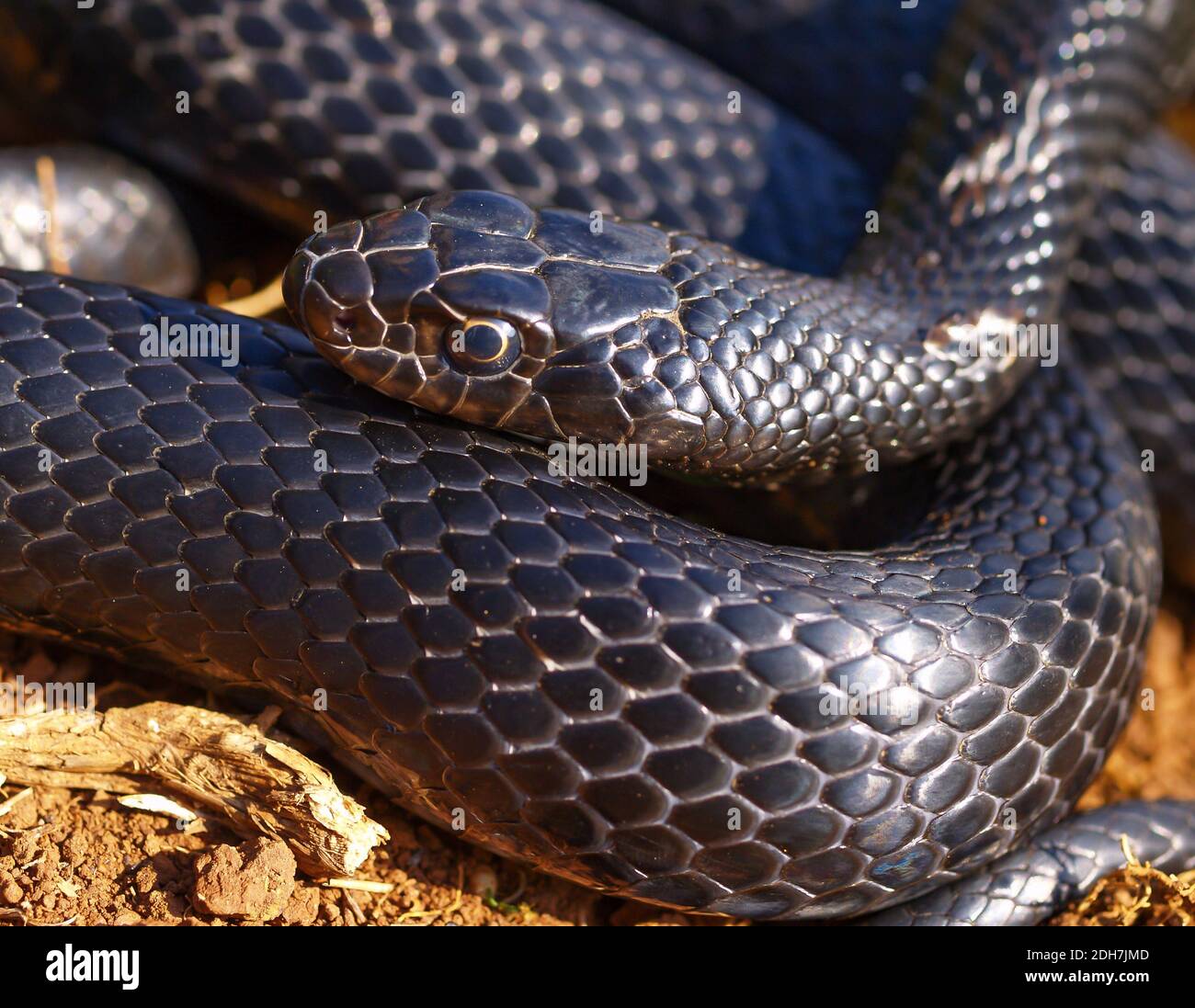 western whip snake, Hierophis viridiflavus, Coluber viridiflavus Stock