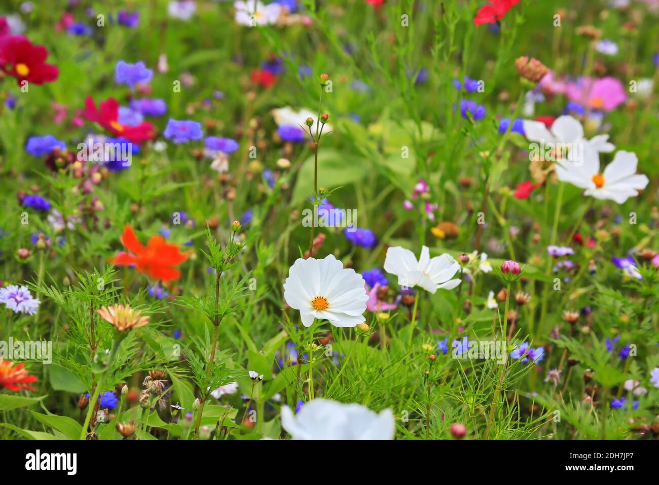Colorful flower meadow in the primary color green with different wild ...