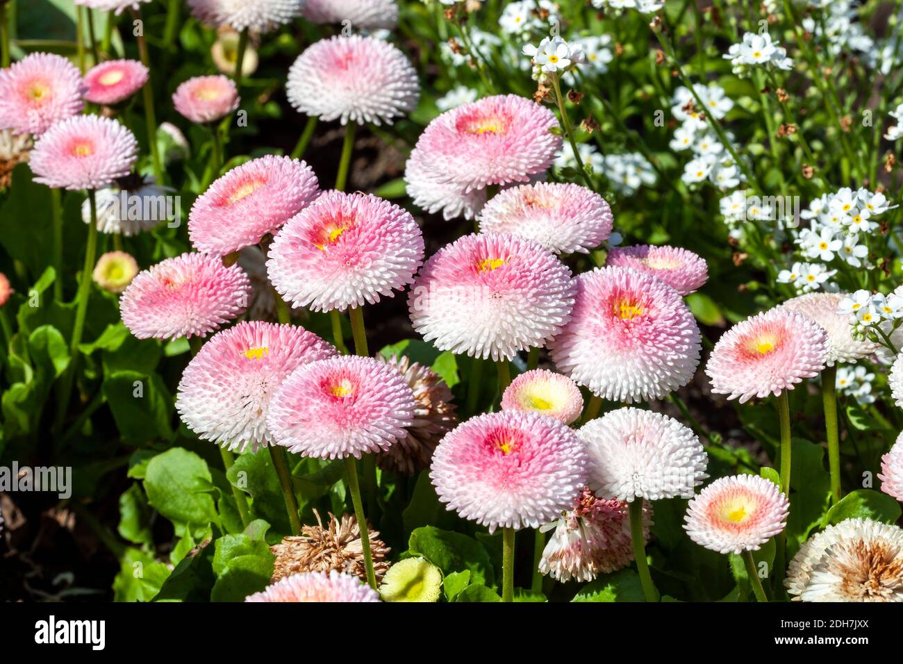 Pink Bellis perennis a common herbaceous pompom double daisy perennial hardy garden flower plant growing during the springtime flowering season, stock Stock Photo