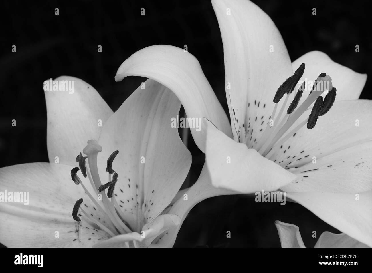Black and white photo of two big white blooming liliums with curved petals Stock Photo