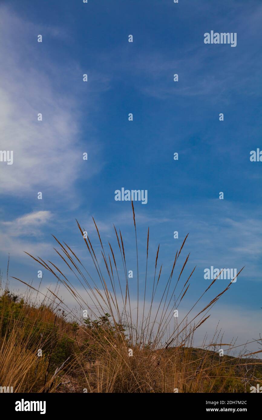 Vertical shot of brown grass in a field against a blue cloudy sky Stock Photo