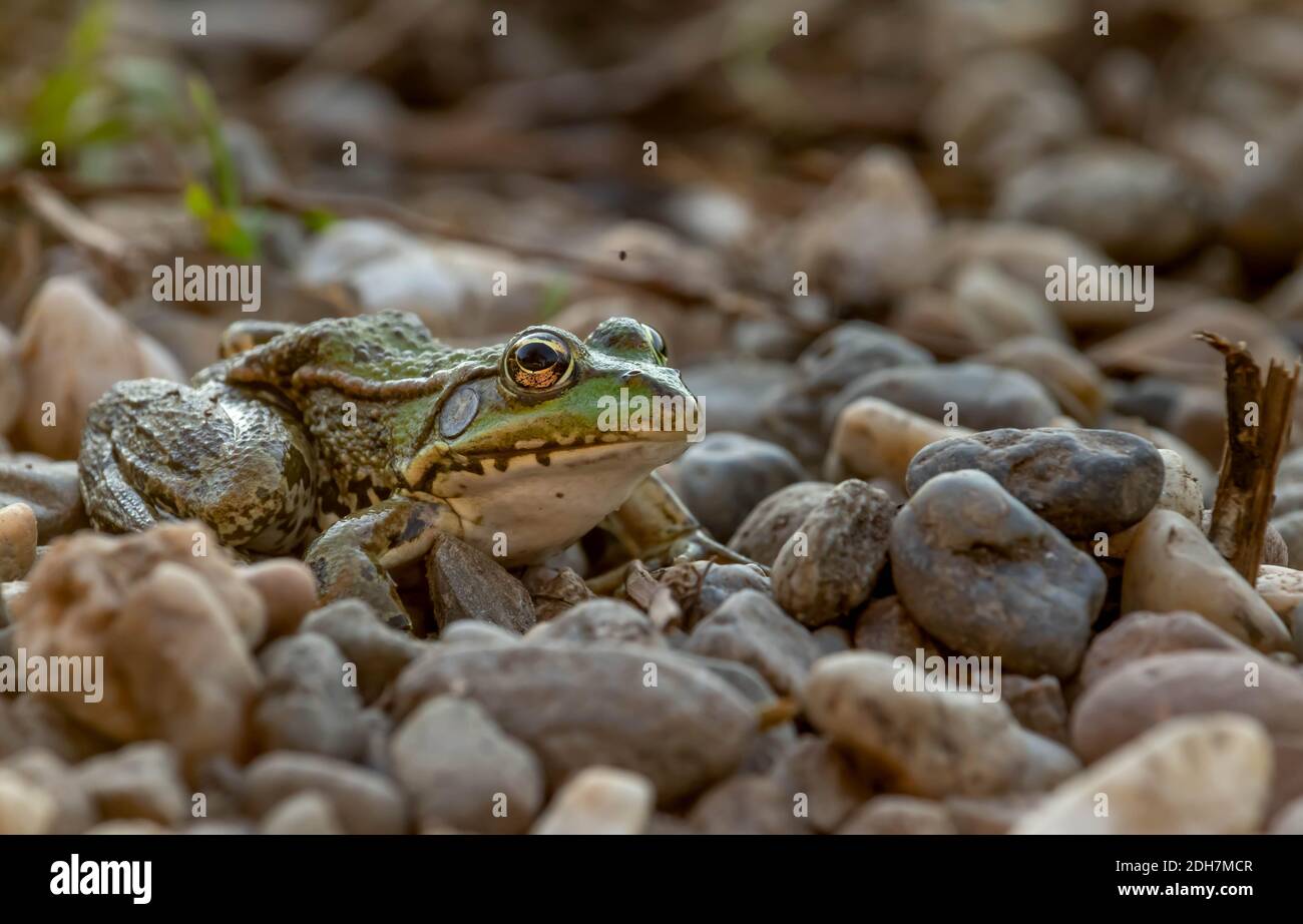 A beautiful green lake frog stands on the rocks. A portrait of a frog with incredible black and yellow patterns and mystical eyes that reflect the ent Stock Photo