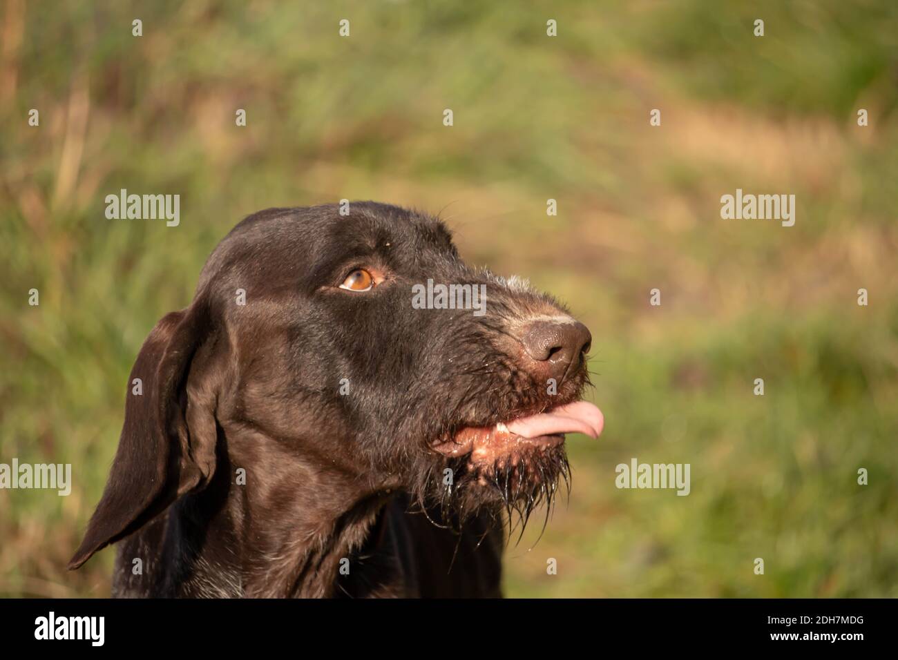 Working hunting dog shorthaired German pointer, with hair on his chin