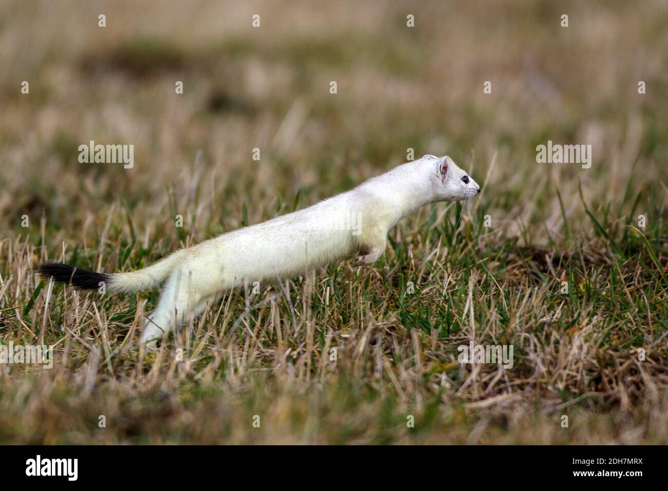 Hermelin (Mustela erminea) Stock Photo