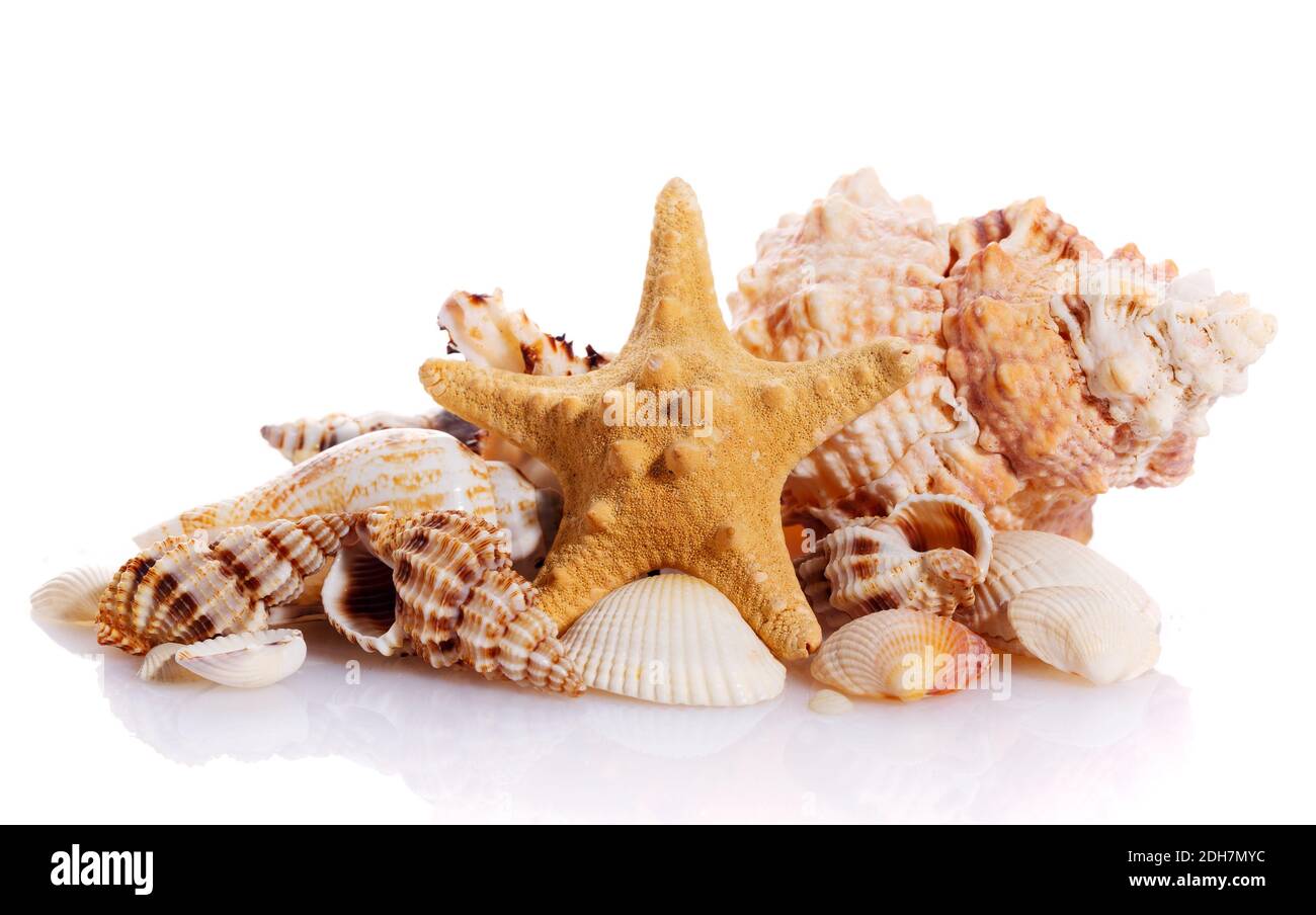 Pile of different seashells isolated on white background. Natural materials. Stock Photo
