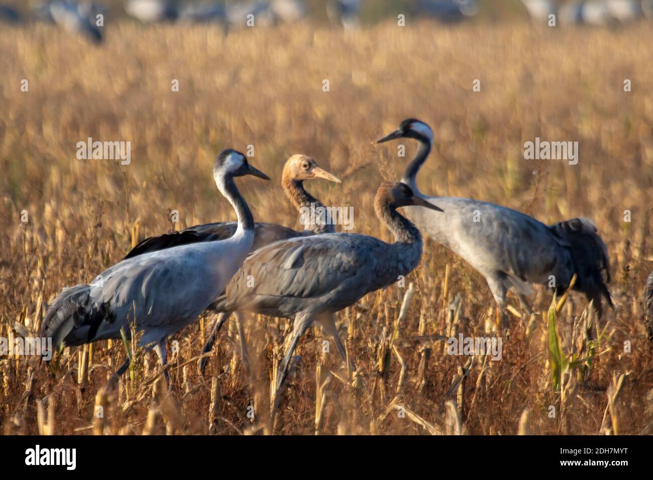 Cranes Stock Photo