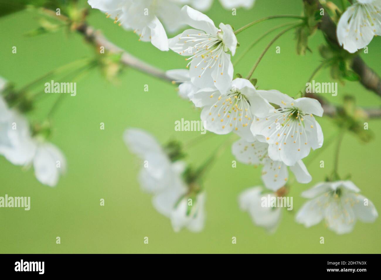Sour cherry branch in bloom Stock Photo