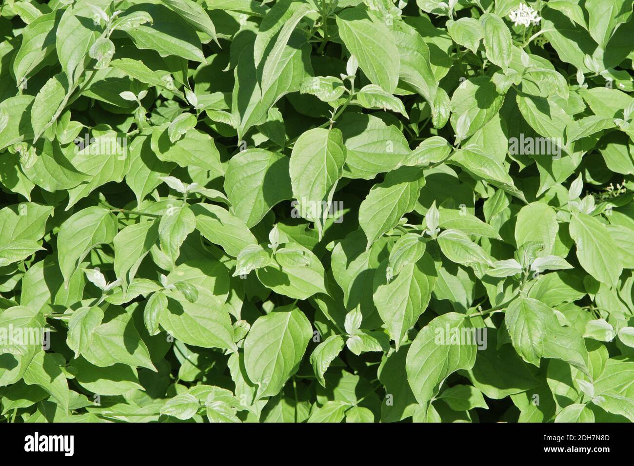 Green leaves background hi-res stock photography and images - Alamy