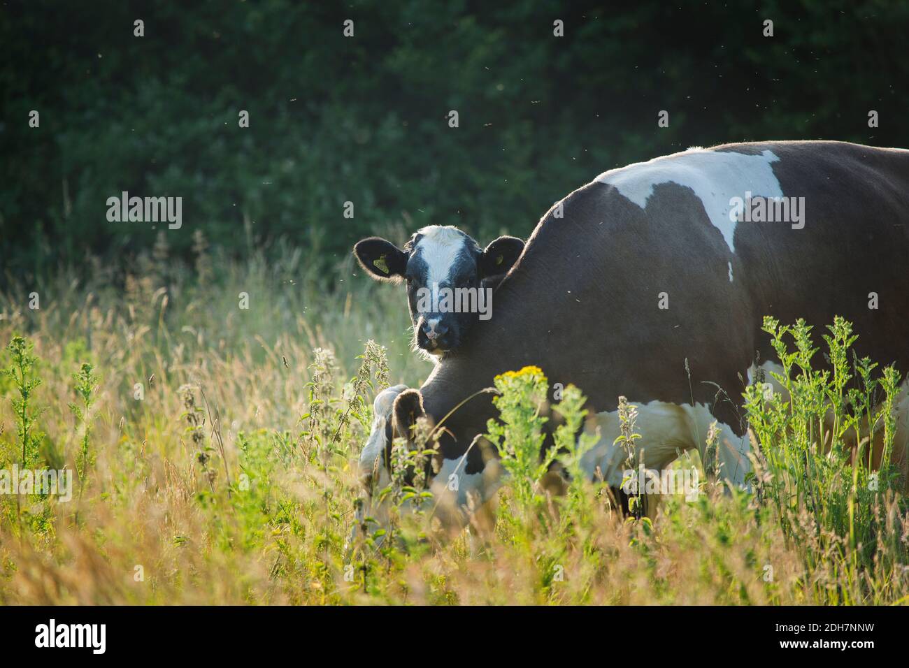 A suckler cow and calf grazing in a meadow of long grass Stock Photo