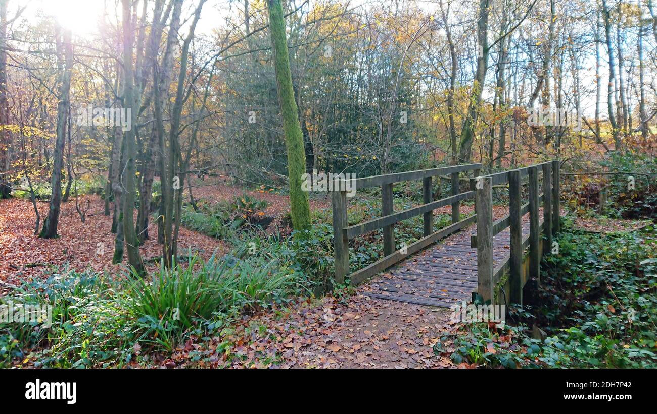 Photos for a feature on Wellesley Woodland, Aldershot - Autumn weekend walks feature. Woodland trails, Thursday 12th November 2020. Stock Photo