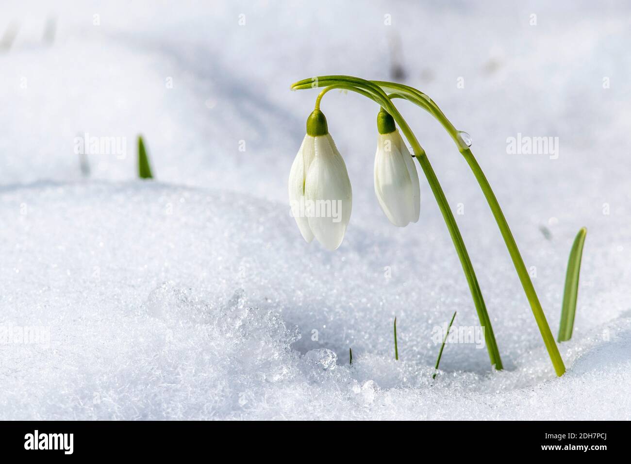 Schneeglöckchen (Galanthus nivalis) Stock Photo