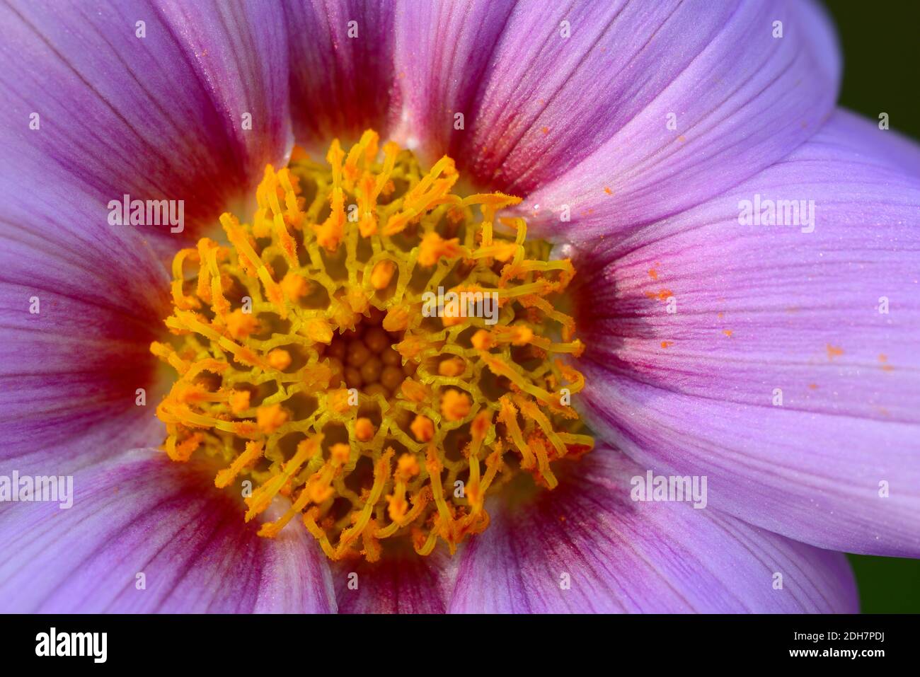 Close up of central part of Dahlia imperialis, bell tree flower. Stock Photo