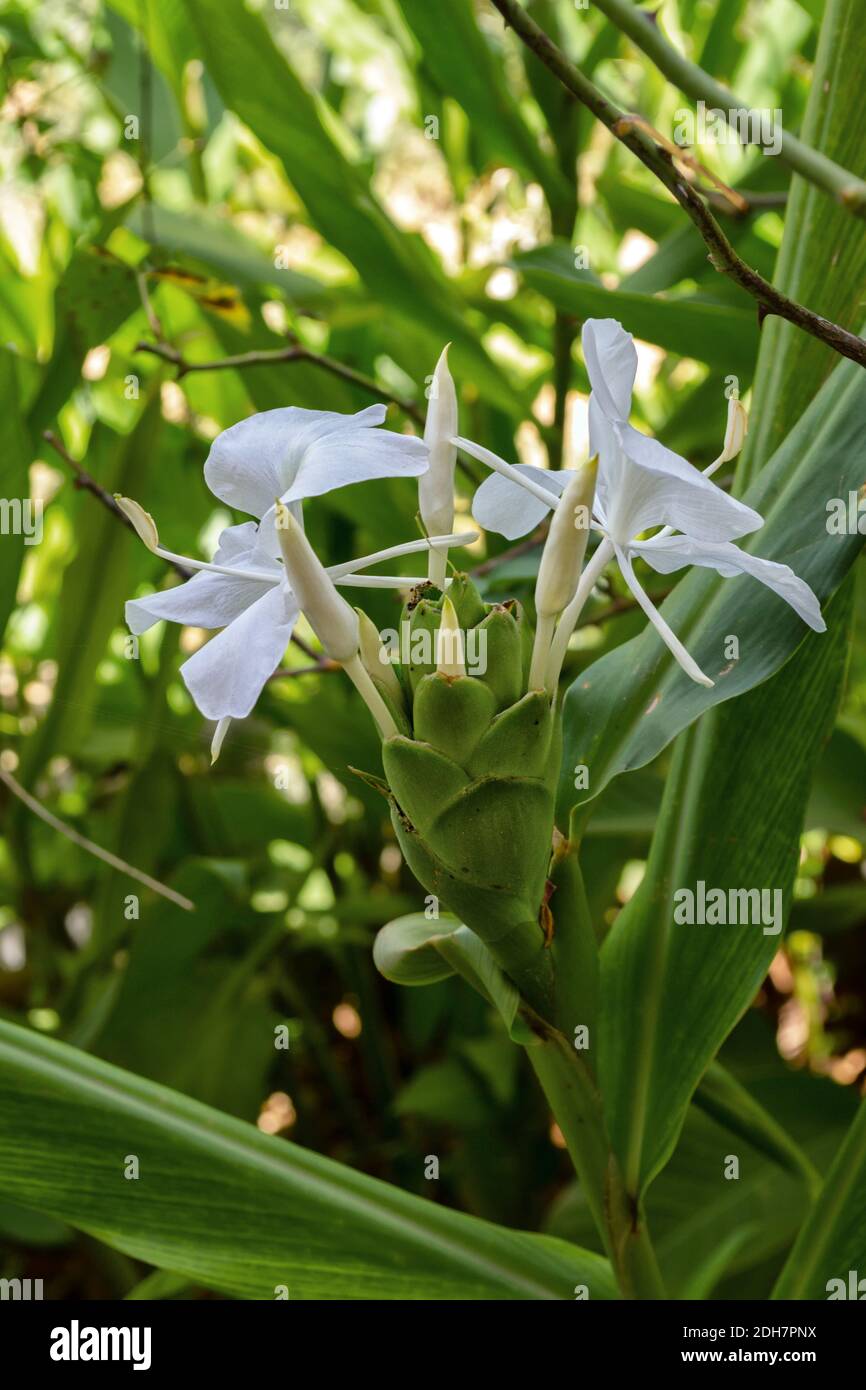 A selective focus shot of beautiful blooming Hedychium coronarium Stock Photo
