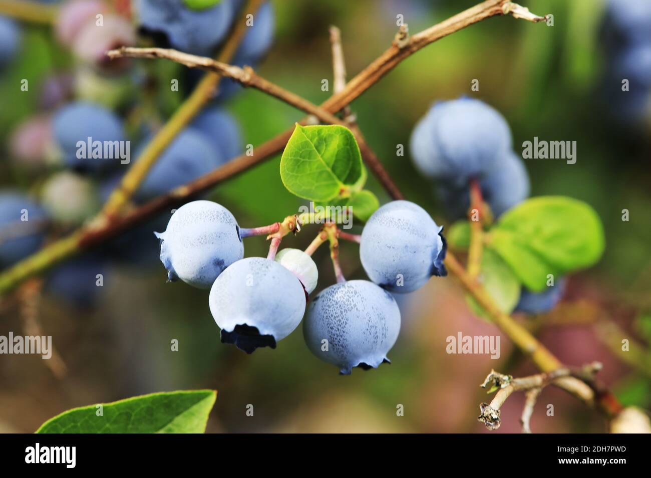 Blueberries at a branch in a garden Stock Photo Alamy