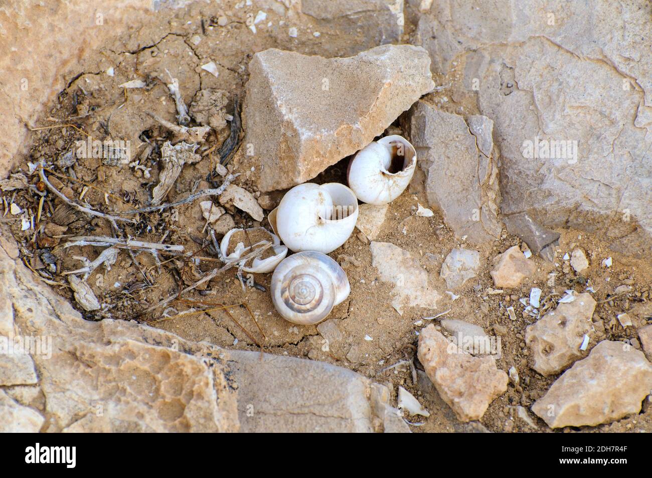 Pulmonate land snails hires stock photography and images Alamy