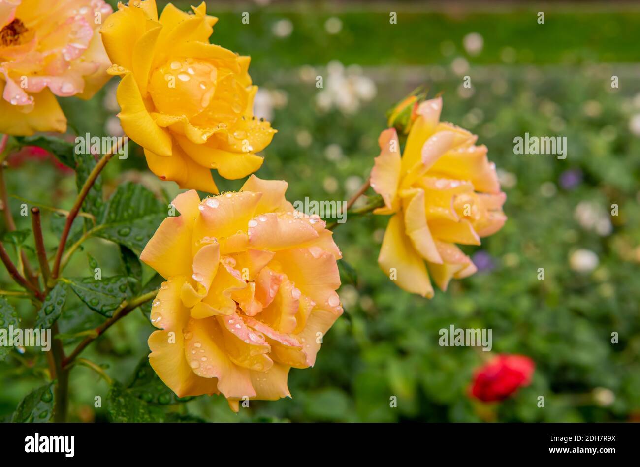 Rose goldmarie hires stock photography and images Alamy