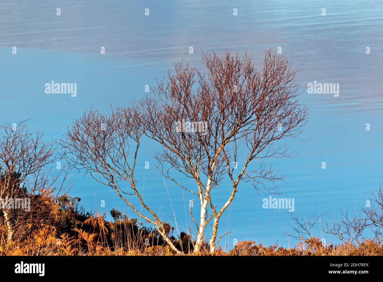 SILVER BIRCH TREE Betula pendula IN AUTUMN GROWING ALONGSIDE A SCOTTISH LOCH Stock Photo