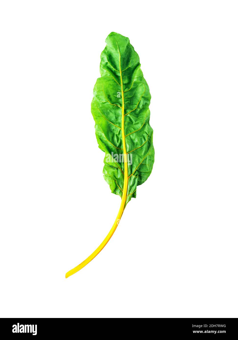 Swiss rainbow chard isolated on white Stock Photo