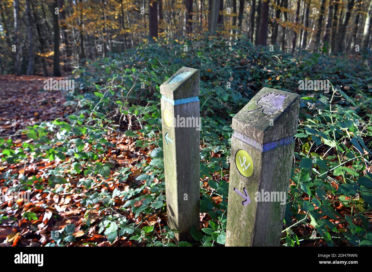 Photos for a feature on Wellesley Woodland, Aldershot - Autumn weekend walks feature. Woodland trails. Trail markers. Stock Photo