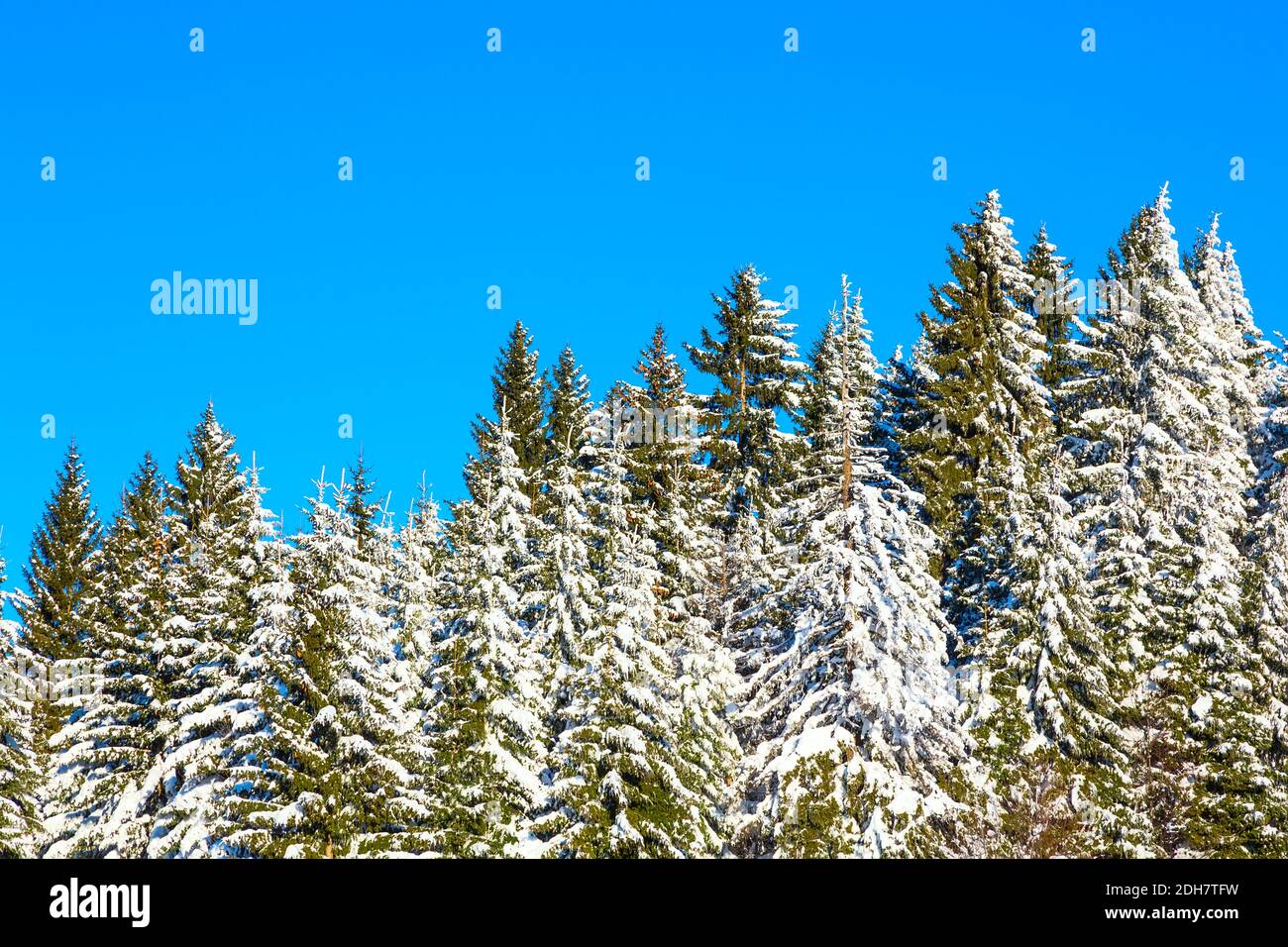 Snowy pine trees hi-res stock photography and images - Alamy