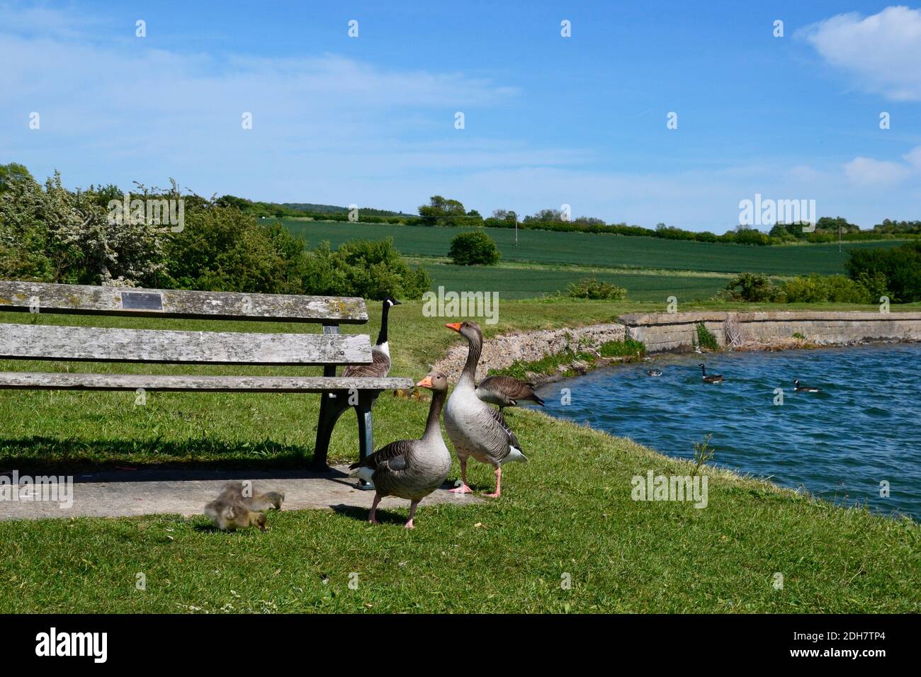 Spring at Tring Reservoirs. The birds have babies. Greylag geese with a two goslings. Canada goose in background. Stock Photo