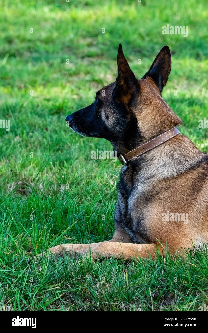 portrait of belgian shepherd malinois in the grass Stock Photo