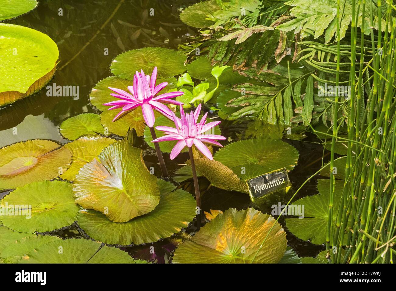 Blooming tropical waterlily Black Princess Stock Photo