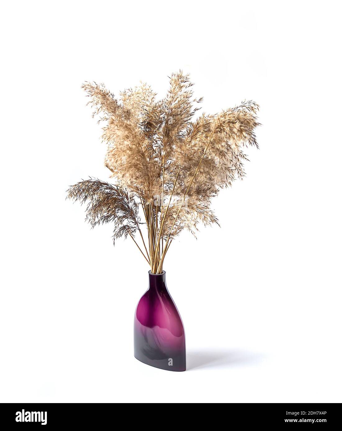 Bouquet of the dry natural reed plants in ceramic vase on white