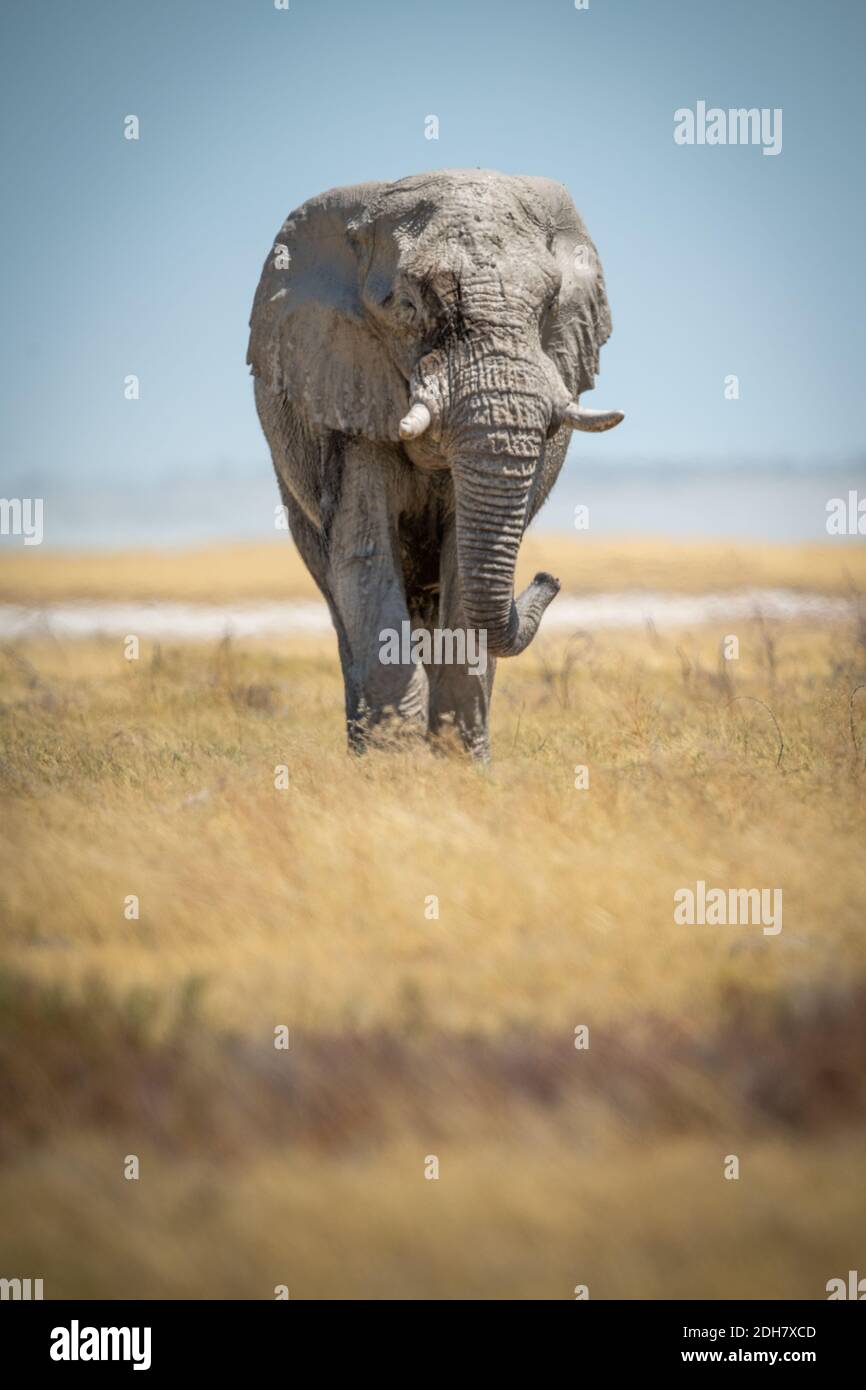 African bush elephant faces camera in grass Stock Photo - Alamy