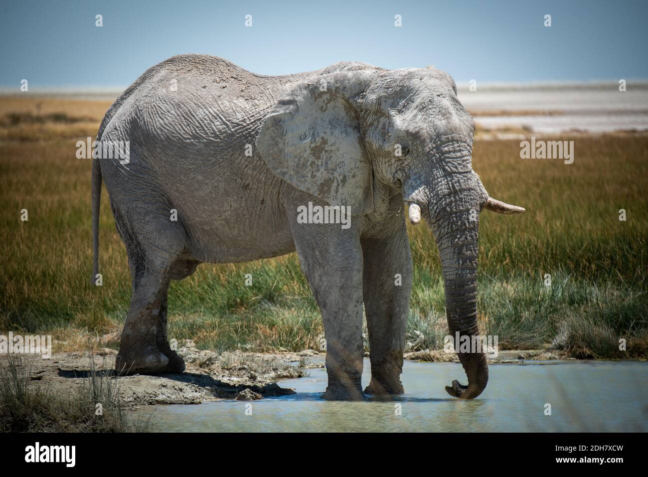 African bush elephant stands drinking at waterhole Stock Photo - Alamy