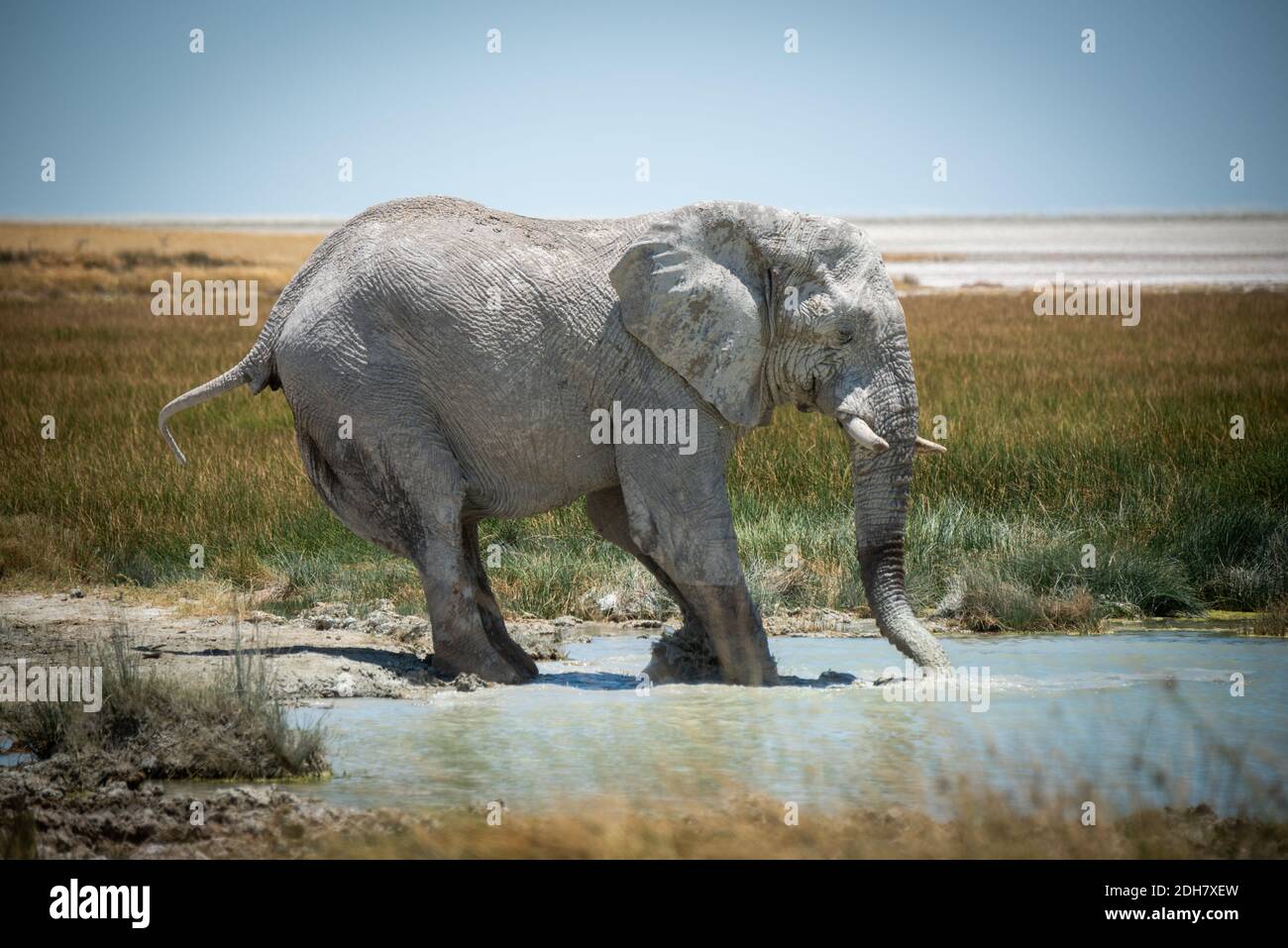 African bush elephant wades into grassy waterhole Stock Photo - Alamy