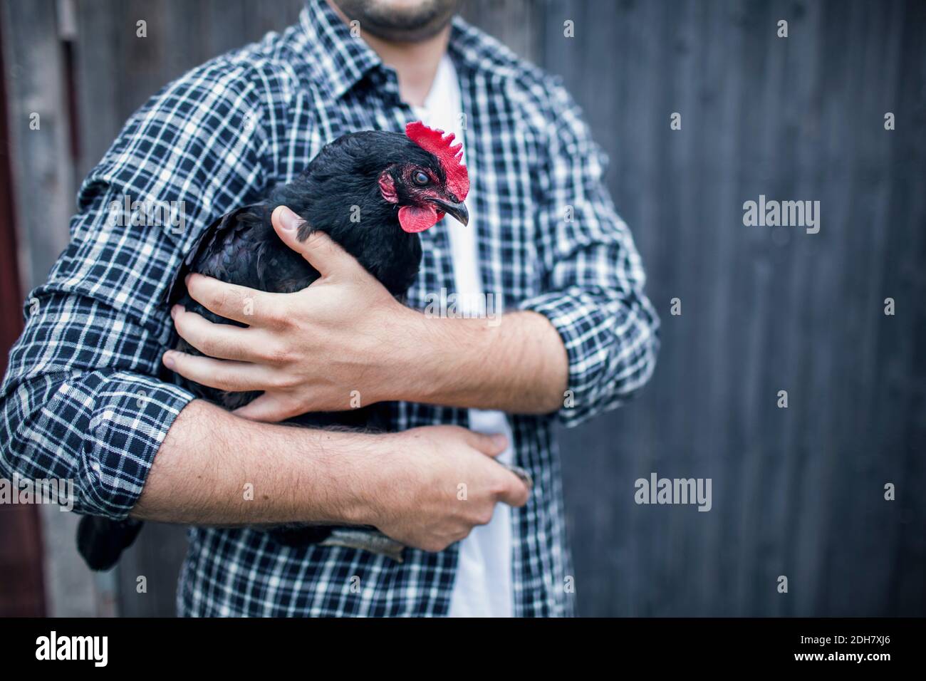 Midsection of man carrying hen at poultry farm Stock Photo