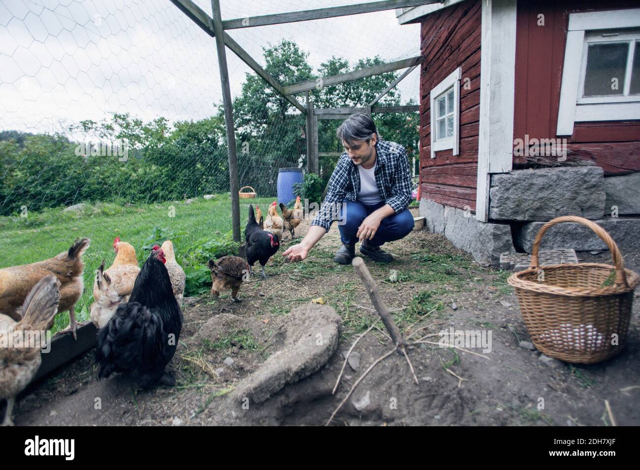 Man feeding chickens at poultry farm Stock Photo