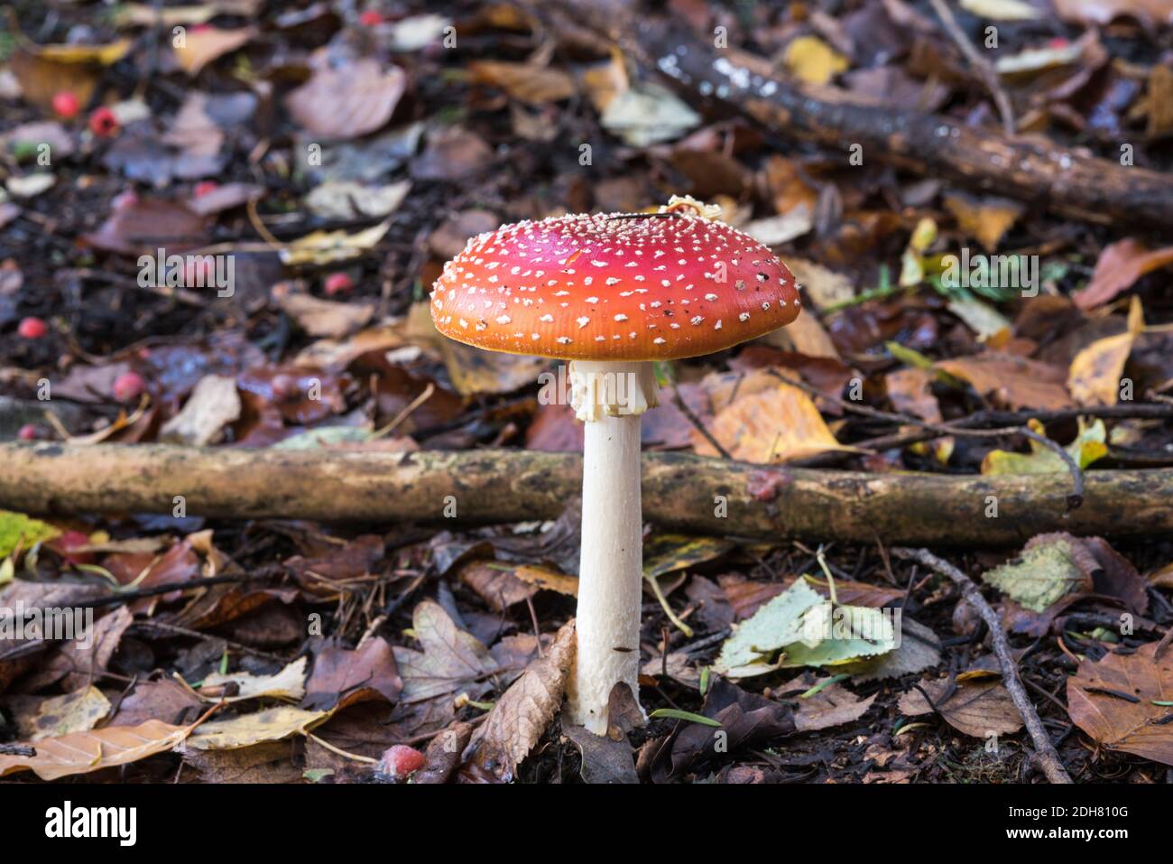 The classic Toadstool, a Fly Agaric (Amanita muscaria) Stock Photo