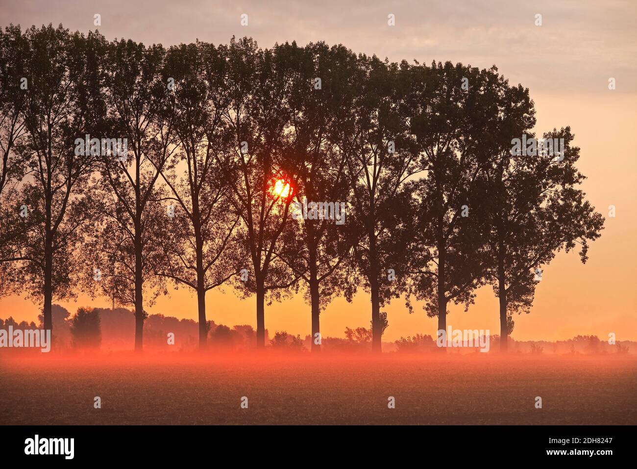 row of poplars at sunset, Altrhein, Germany, North Rhine-Westphalia, Lower Rhine, Rees Stock Photo